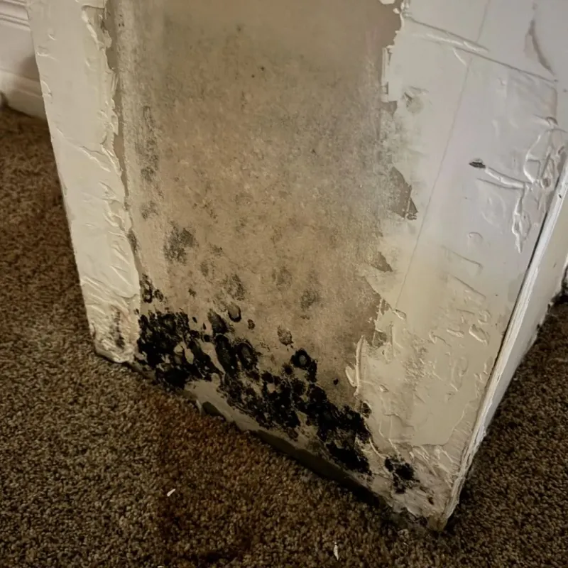 Professional Mold Removal in Effingham County, IL